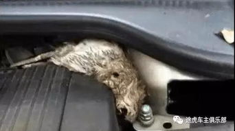 汽车振动频率取多少